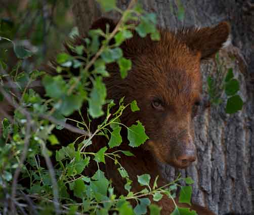 Bear cub in a tree along Carrizo Creek on the Fort Apache Reservation, Arizona.