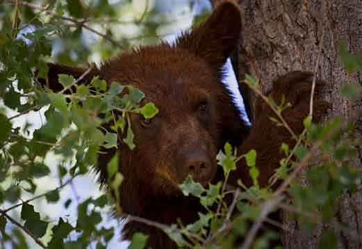 Bear cub in a tree along Carrizo Creek on the Fort Apache Reservation, Arizona.