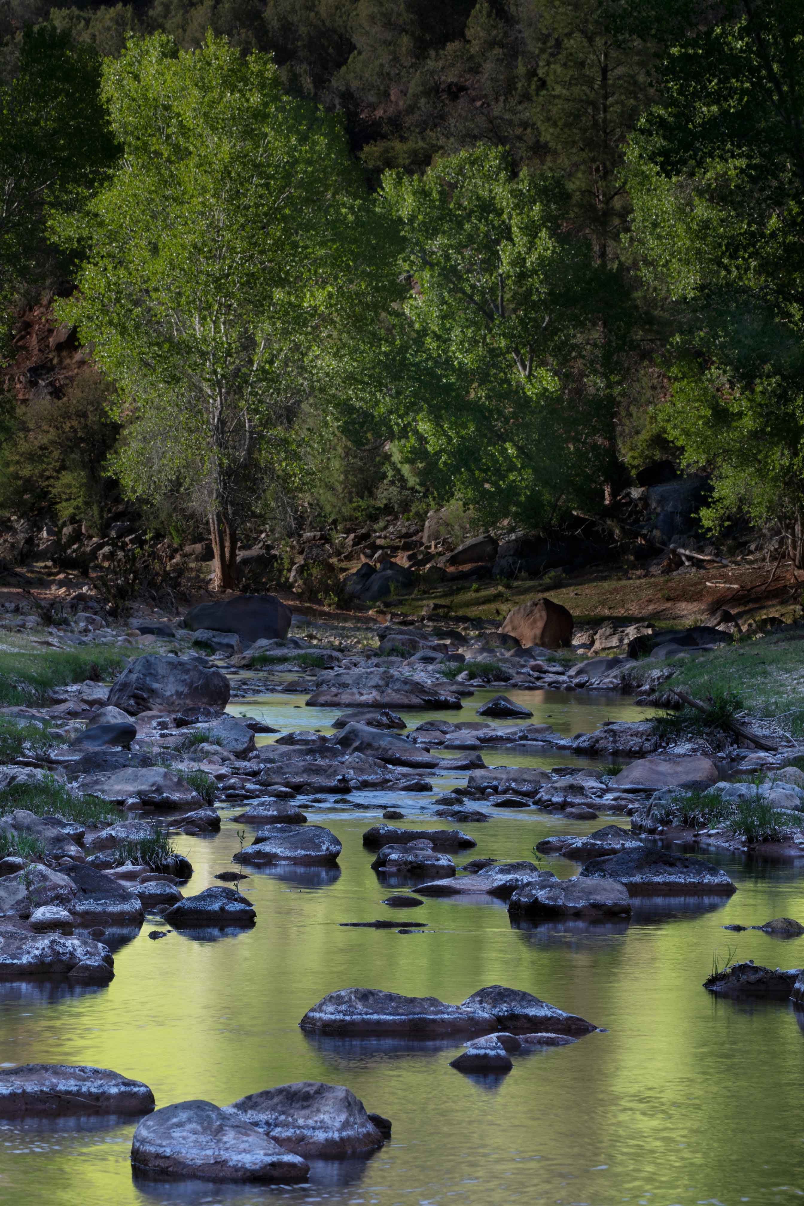 Springtime along Carrizo Creek on the Fort Apache Reservation, Arizona.
