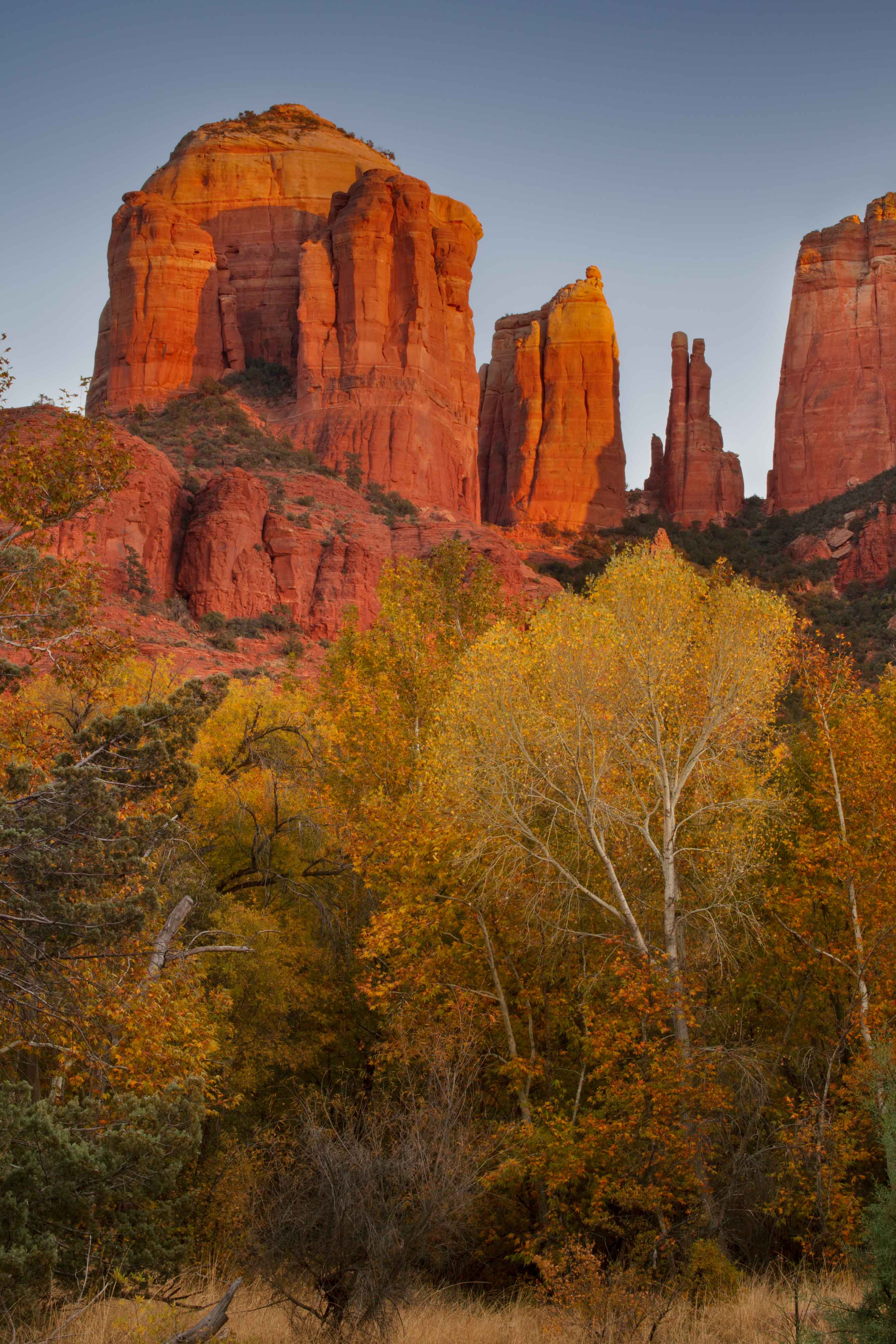 Trees with fall colors beneath Cathedral Rock, Arizona (near Sedona)