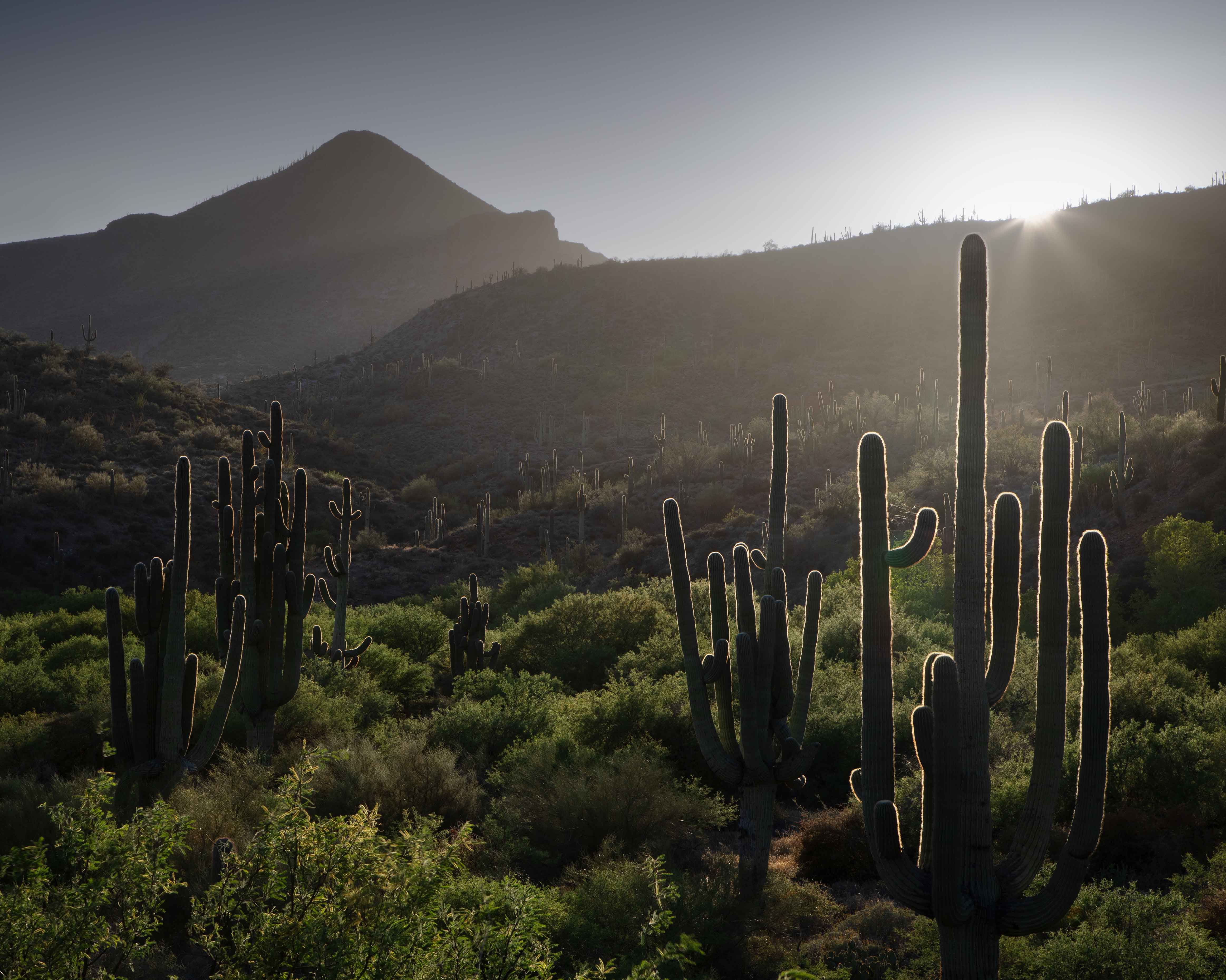 Heavily backlit saguaros at sunset in the Spur Cross Conservation area along Cave Creek, Arizona.