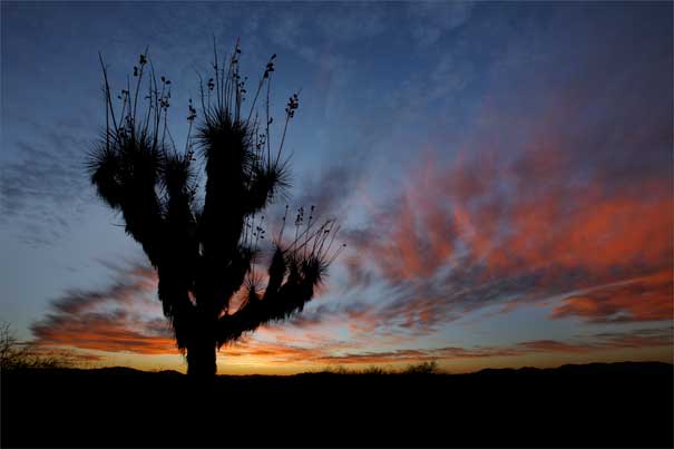 Giant yucca in the Dos Cabezas Mts. of southern Arizona.