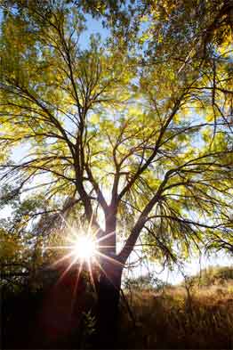 The autumn sun sets on Cienega Creek, central Arizona.