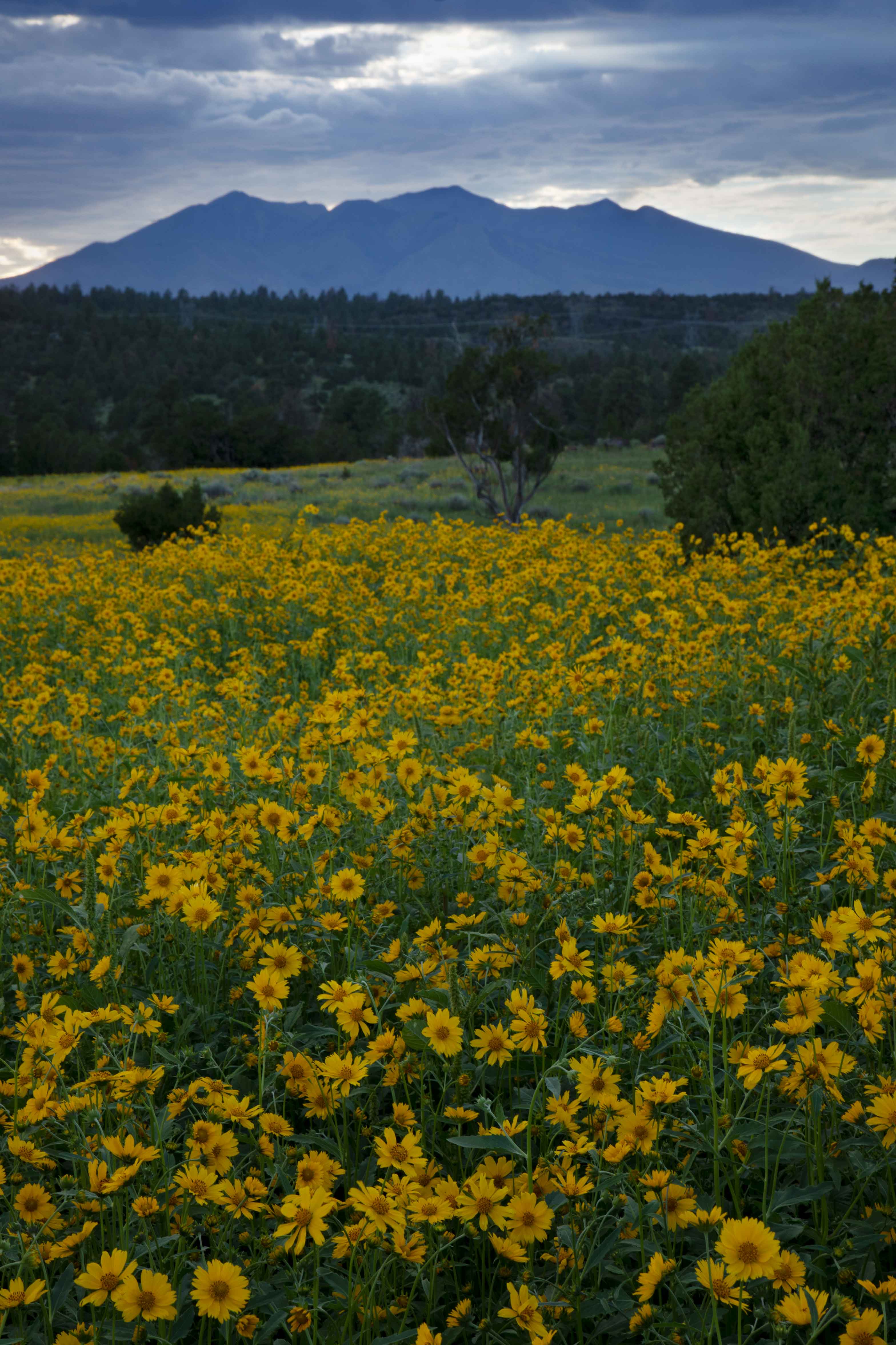 Goldeneye wildflowers in the Cinder Basin with the San Francisco Peaks in the distance.