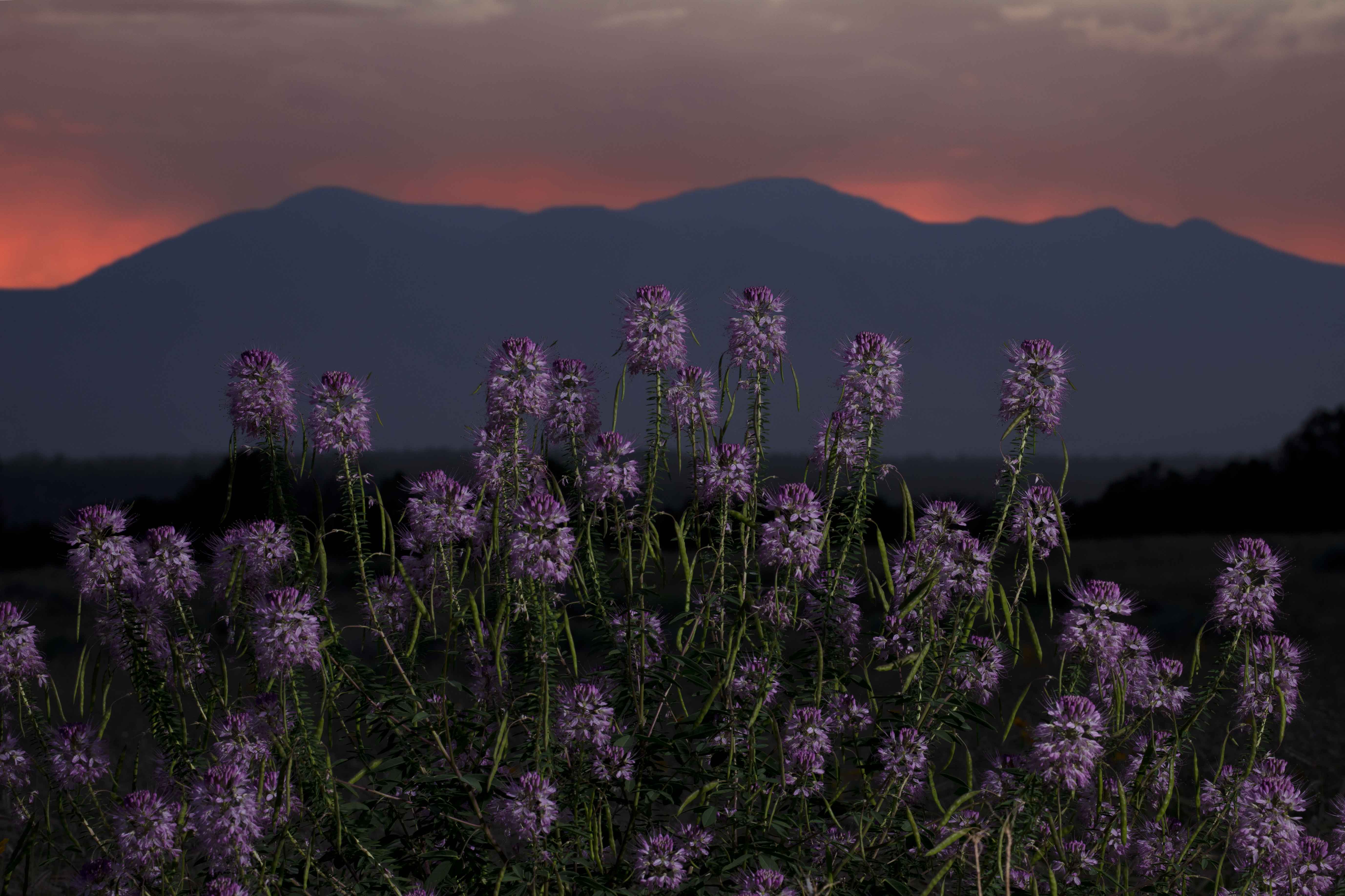 Rocky Mt. Bee Plants in northern Arizona's Cinder Basin with the San Francisco Peaks in the distance (late twilight with flash).