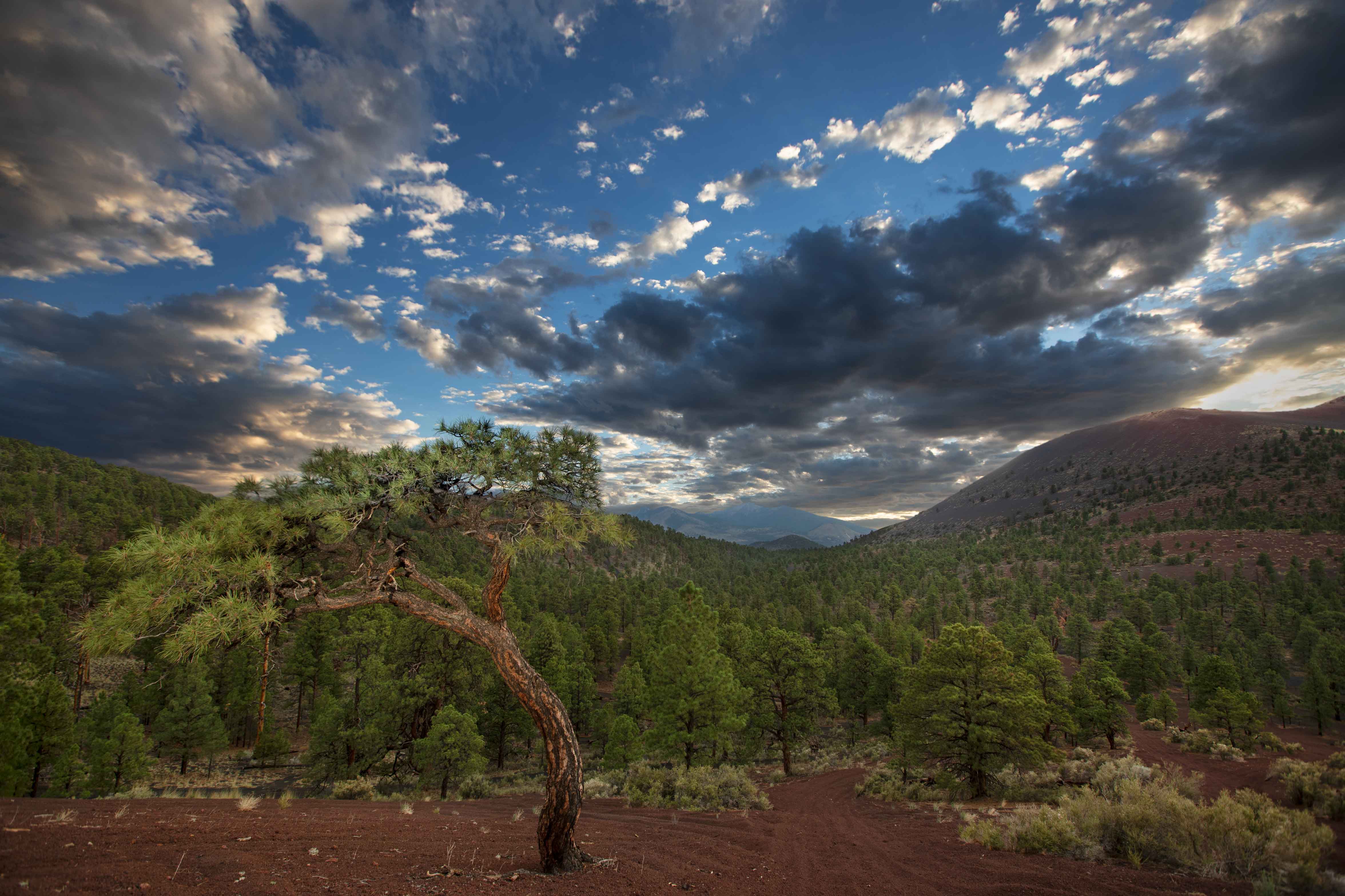 A Ponderosa pine forest in the Cinder Hills of northern Arizona. At right is Sunset Crater and in the distance are the San Francisco Peaks.
