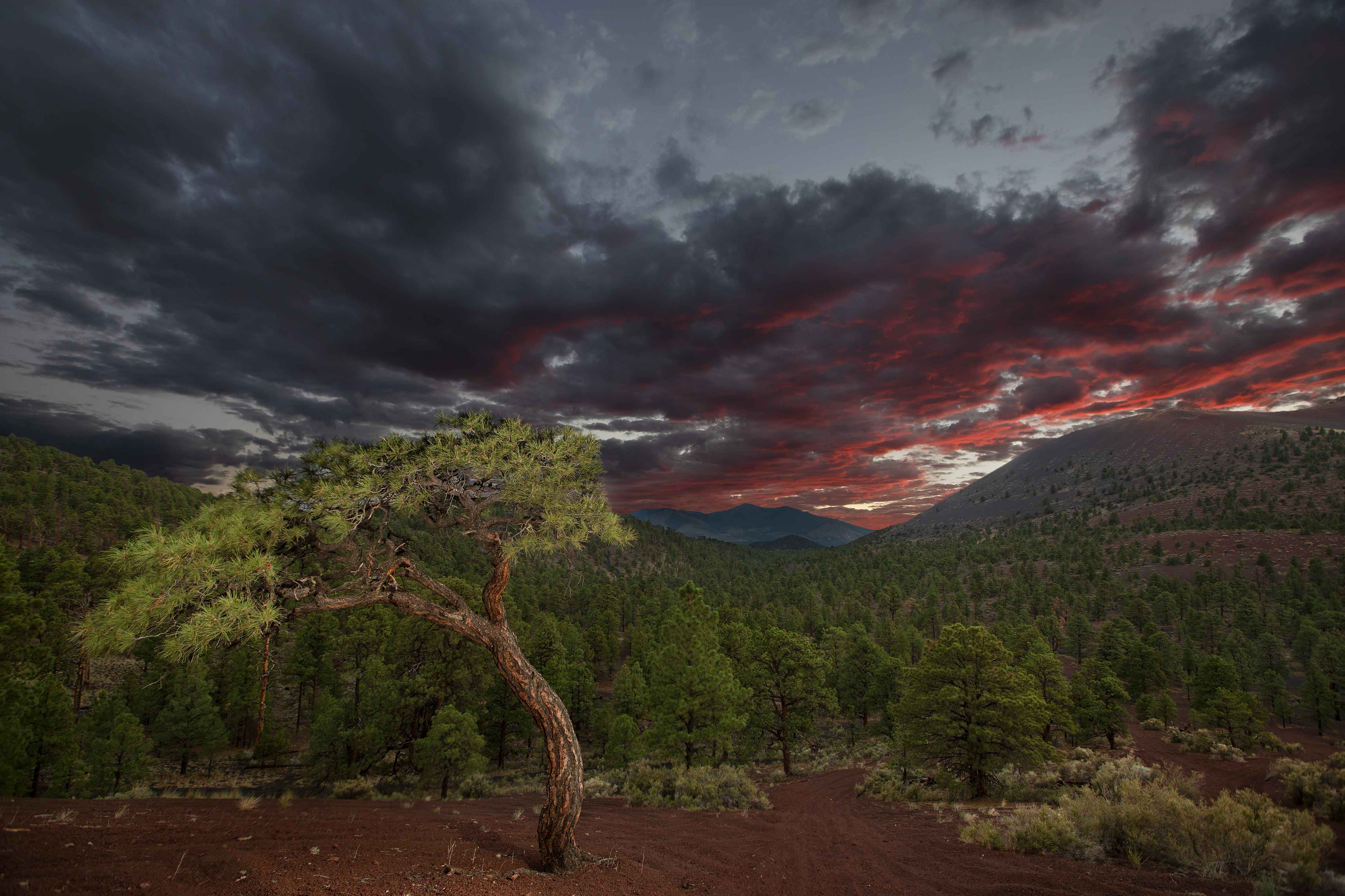 A Ponderosa pine forest in the Cinder Hills of northern Arizona. At right is Sunset Crater and in the distance are the San Francisco Peaks.