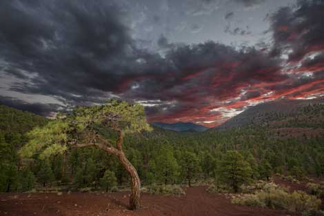 Forest-covered cinder hills northeast of Flagstaff, with Sunset Crater on the right and the San Francisco Peaks in the distance