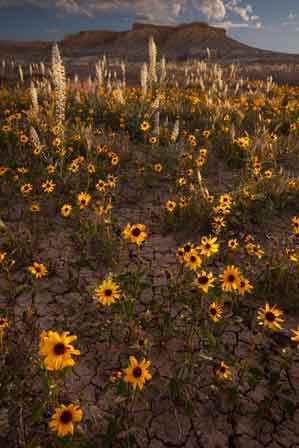 Wildflowers including Black-eyed Susans in the desert near the rim of Coal Mine Canyon on the Navajo and Hopi Reservations in northern Arizona
