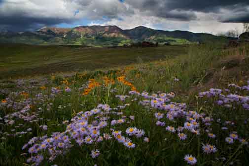 Wildflowers just outside the town of Crested Butte in the Colorado Rocky Mts.