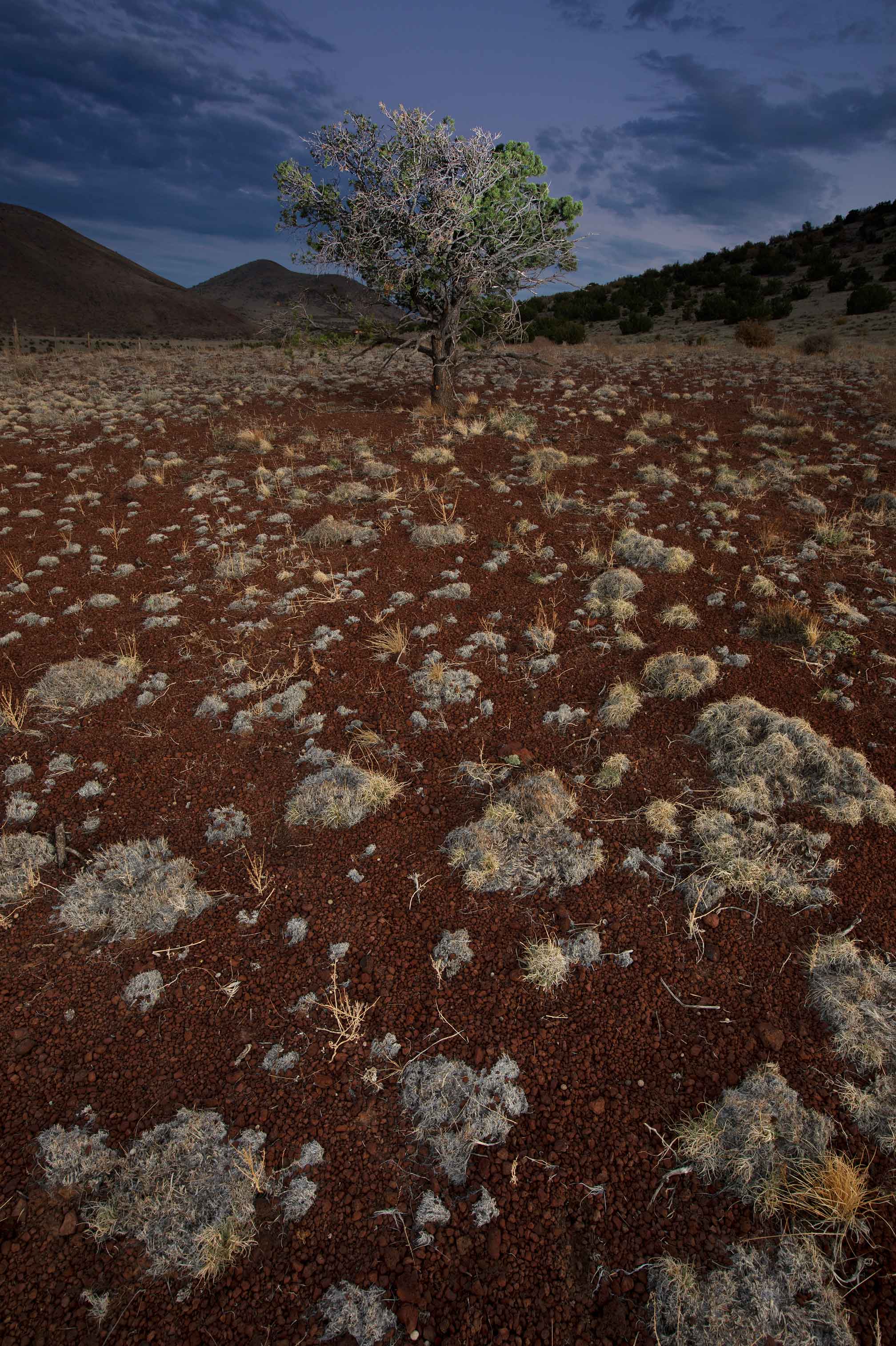 A juniper tree at the base of Colton Crater, a cinder cone (volcano) in northern Arizona