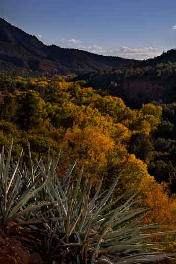 Autumn at Corduroy Creek on the Fort Apache Reservation, Arizona.