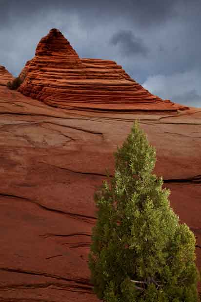 Juniper tree and sandstone formation at Coyote Buttes, Arizona
