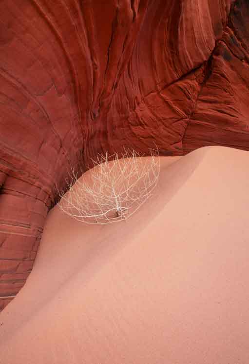 Tumbleweed on a dune in a sandstone canyon at Coyote Buttes, Arizona