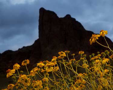 Desert wildflowers (Brittlebush) in the desert beneath Courthouse Rock on the Eagletail Mts. of southern Arizona