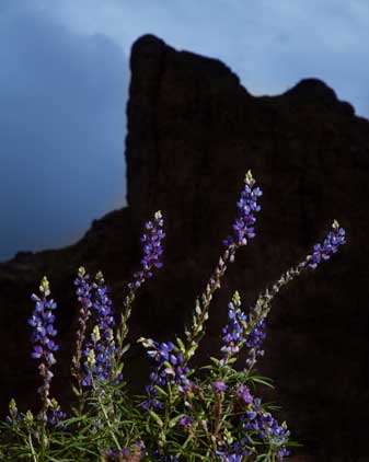 Desert wildflowers (lupins) in the desert beneath Courthouse Rock on the Eagletail Mts. of southern Arizona