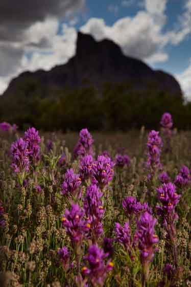 Desert wildflowers (Owl's Clover) in the desert beneath Courthouse Rock on the Eagletail Mts. of southern Arizona