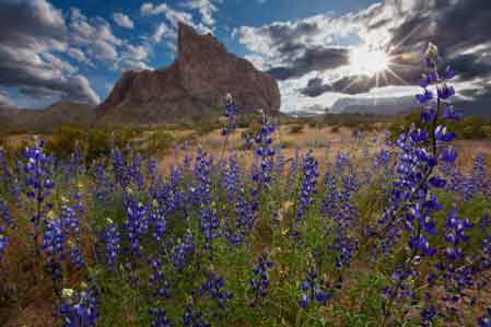 Desert wildflowers (Lupins) in the Eagletail Mts., Arizona