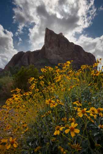 Desert wildflowers (Brittlebush) in the desert beneath Courthouse Rock on the Eagletail Mts. of southern Arizona
