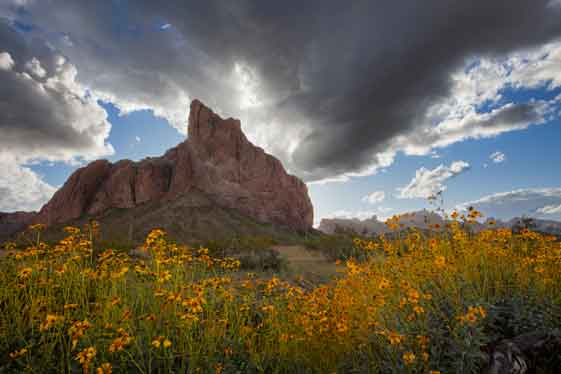 Desert wildflowers in the Eagletail Mts., Arizona