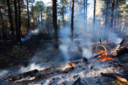 Forest fire near Flagstaff, Arizona