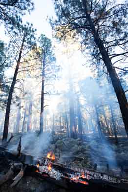 Forest fire near Flagstaff, Arizona