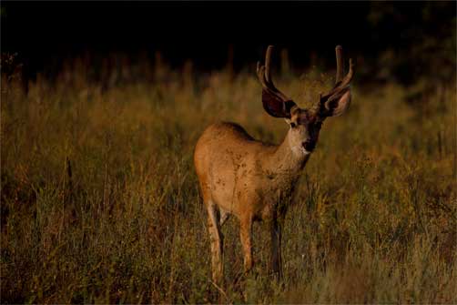 Deer in the San Francisco Peaks.