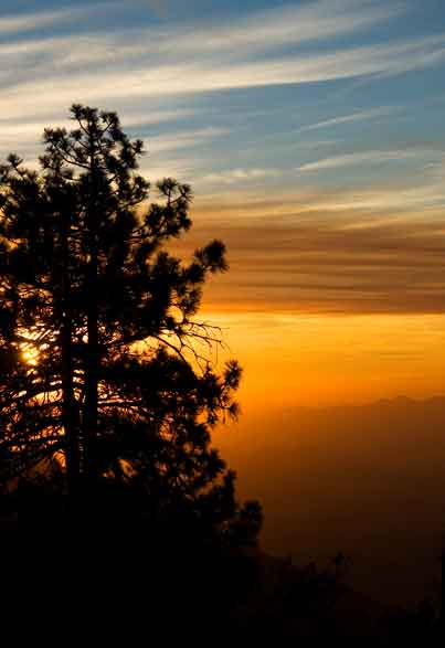 A pine tree atop Four Peaks, Arizona at sunset