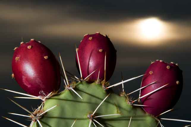 Prickly Pear cactus in the desert beneath Four Peaks in Arizona's Mazatzal Mts.
