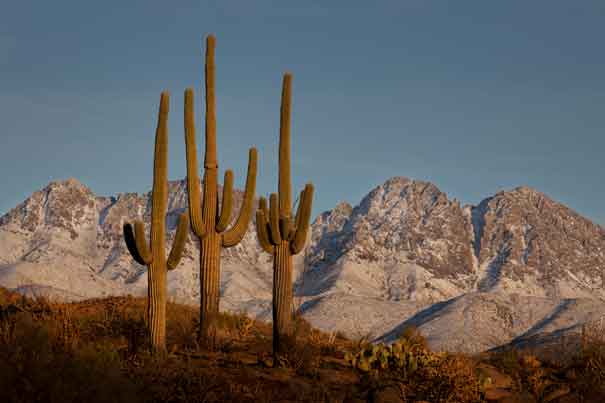 Saguaro cactus in the desert beneath snow-covered Four Peaks in winter