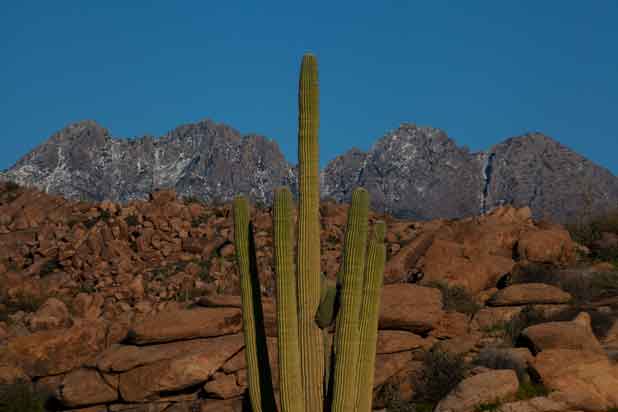 A sagauro cactus in the desert beneath Four Peaks, Arizona