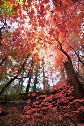 Maple trees in autumn along Ash Creek in the Galiuro Mts. of southern Arizona
