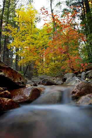 Red and yellow maple trees in autumn along Horton Creek at the Mogollon Rim, Arizona.