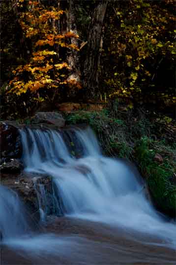 Maple tree and waterfall in autumn along Horton Creek at Arizona's Mogollon Rim