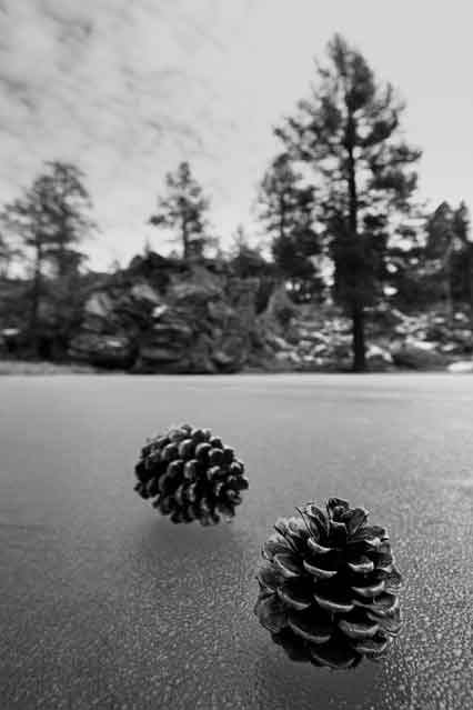 Pinecones on a frozen pool in the Isham Spring area of northern Arizona.