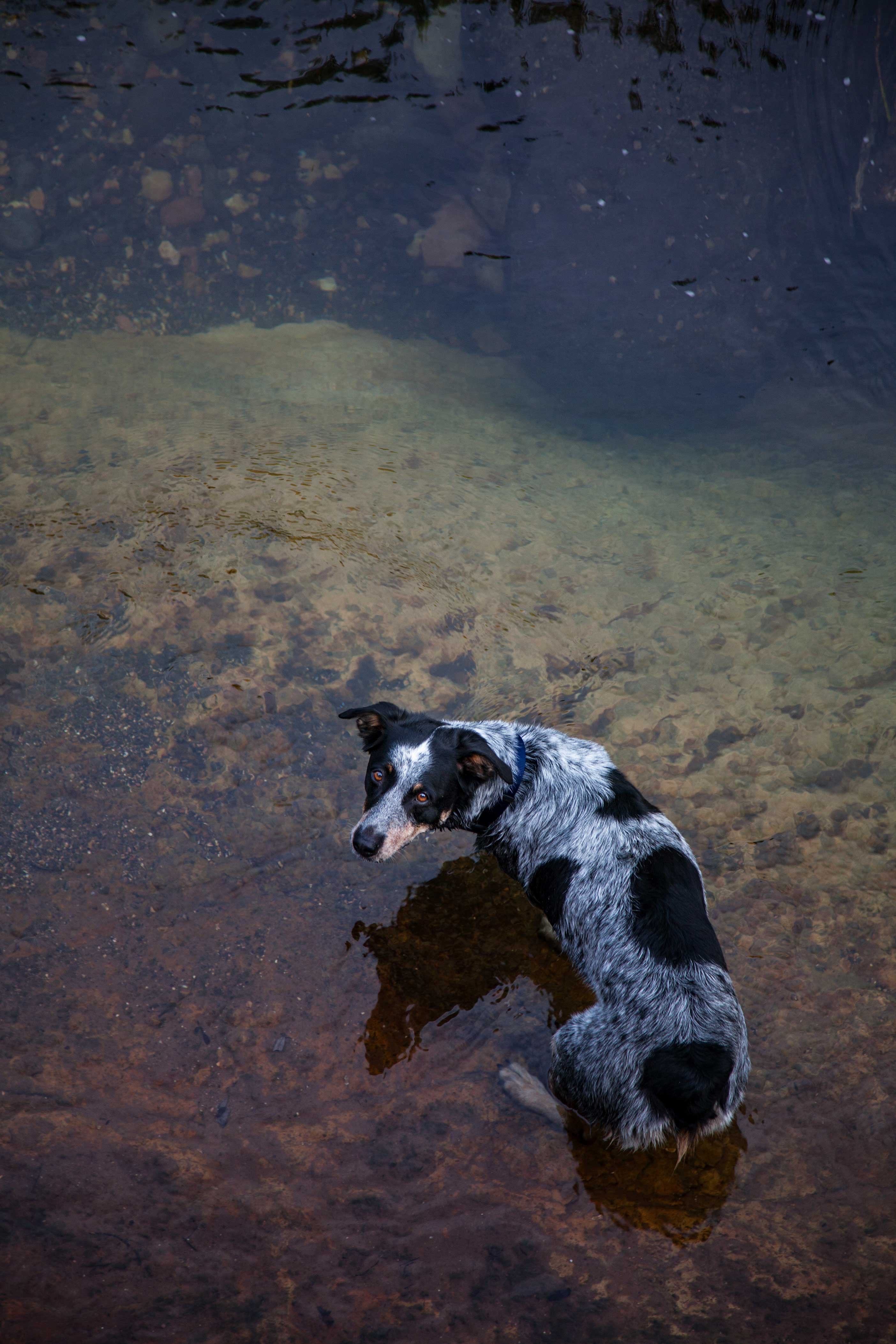 Jessee the Three-Legged Cattle Dog in Oak Creek, Arizona