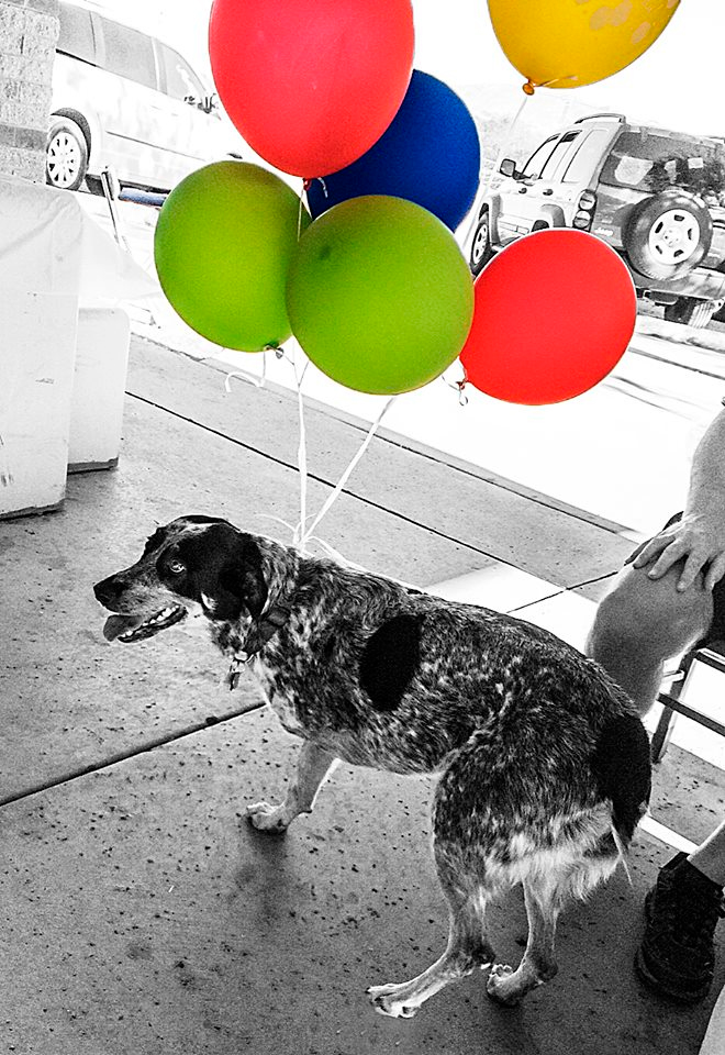 Dog with balloons