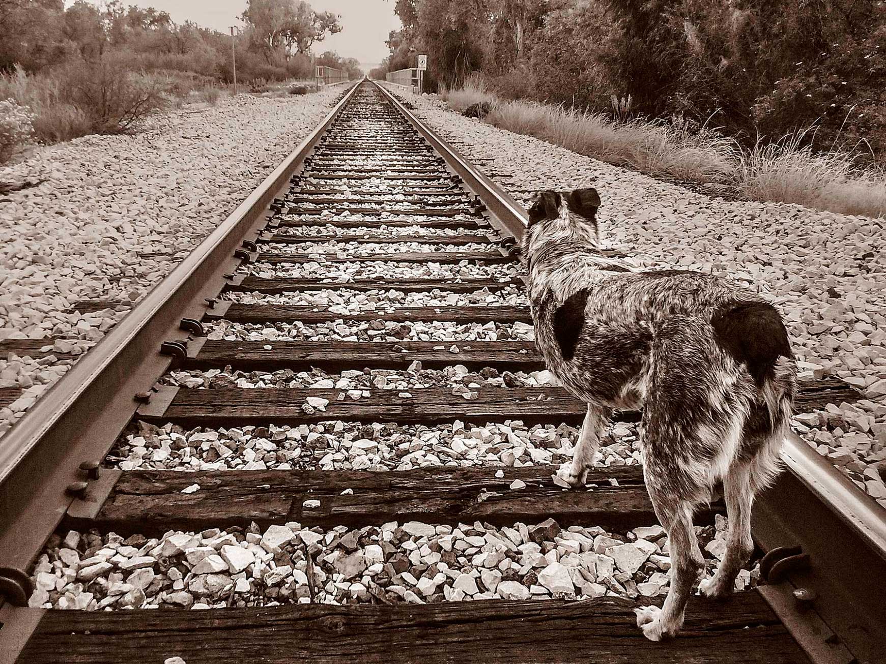 Dog at railroad tracks