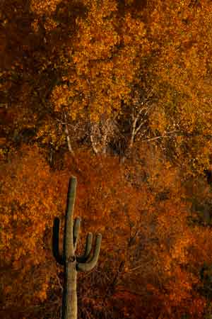Saguaro cactus and autumn trees in the "Jewel of the Creek" area of Cave Creek, Arizona