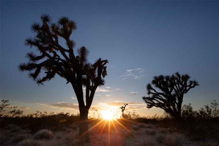 Sunset on state land east of the Joshua Tree Parkway, Arizona.