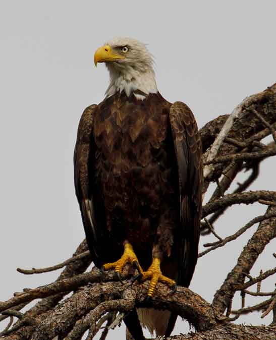 Bald Eagle at Kinnikinick Lake, northern Arizona.
