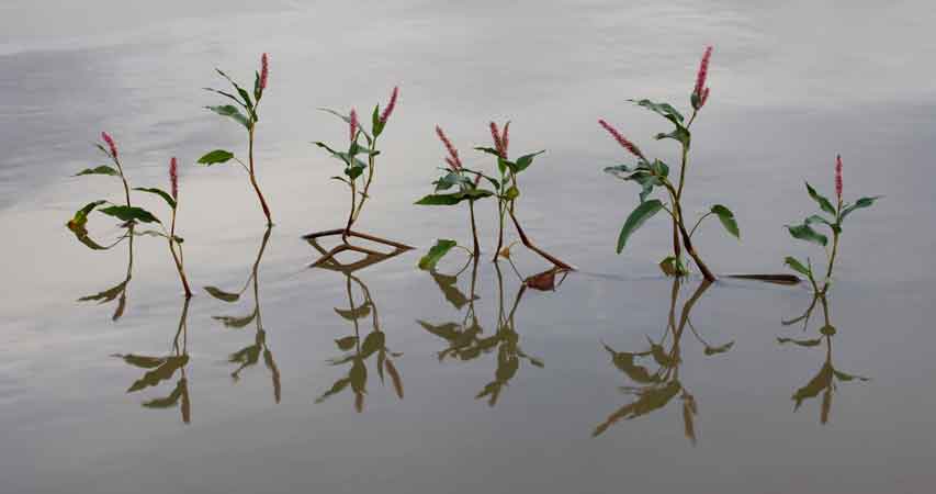 Water Smartweed blooming in Kinnikinick Lake, northern Arizona.
