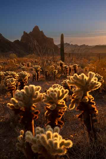 Teddy Bear Cholla cactus in the desert at Kofa National Wildlife Refuge, Arizona