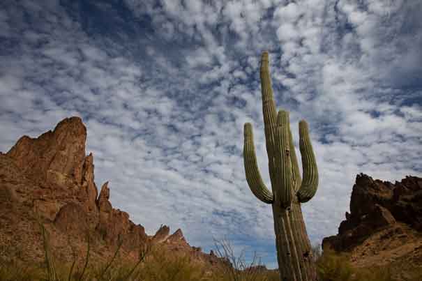 Saguaro cactus with scattered clouds in Kofa Queen Canyon in the Kofa Mts. in the Arizona desert