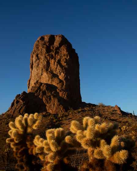 Teddy Bear Cholla cactus in the Kofa Mountains in the Arizona desert