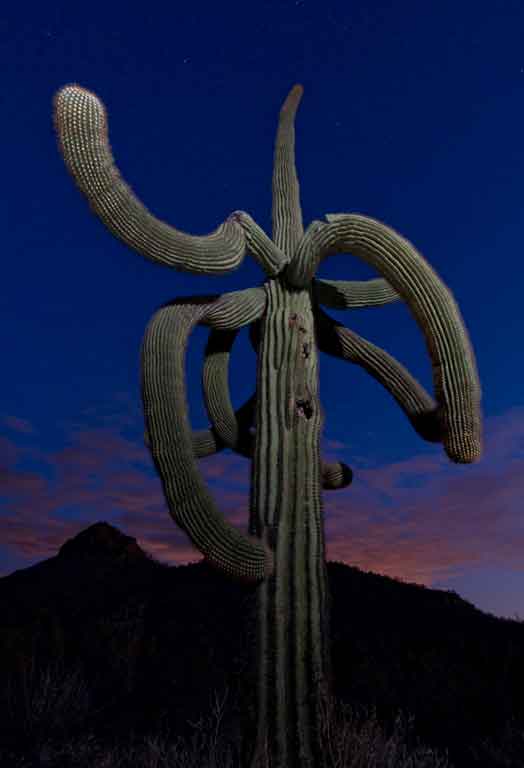 Saguaro cactus at twilight near Lake Pleasant in the Arizona Sonoran Desert