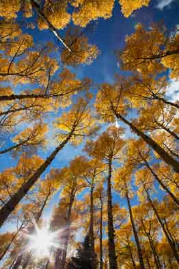 Aspen trees with fall colors at Lockett Meadow in the San Francisco Peaks of northern Arizona