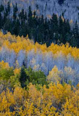 Pines and Aspen trees with fall colors at Lockett Meadow in the San Francisco Peaks of northern Arizona
