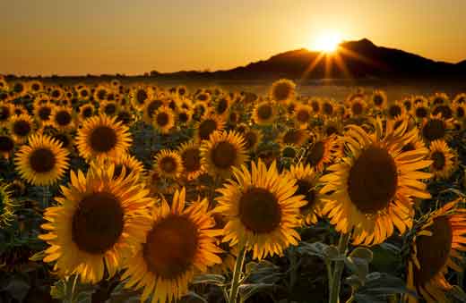 Sunflowers on a farm on the outskirts of Maricopa, Arizona.