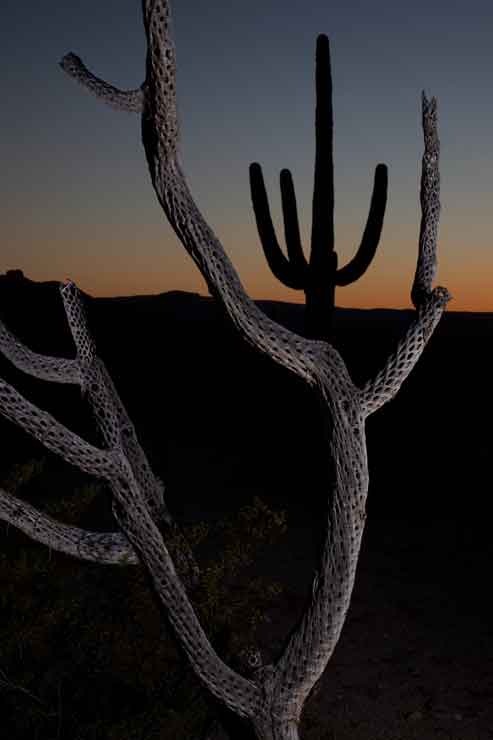 Cholla and saguaro cacti at sunset in the South Maricopa Mt. Wilderness, part of Sonoran Desert National Monument in southern Arizona.
